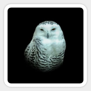 Snowy owl Sticker